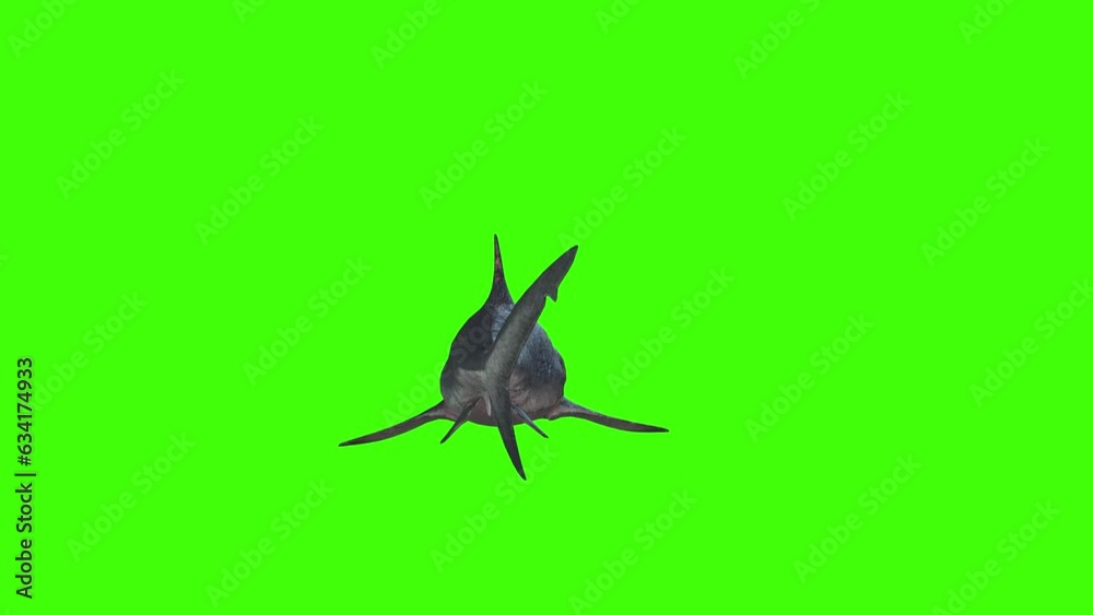4k giant Man eater shark swimming loop on chromakey, 3D Shortfin mako