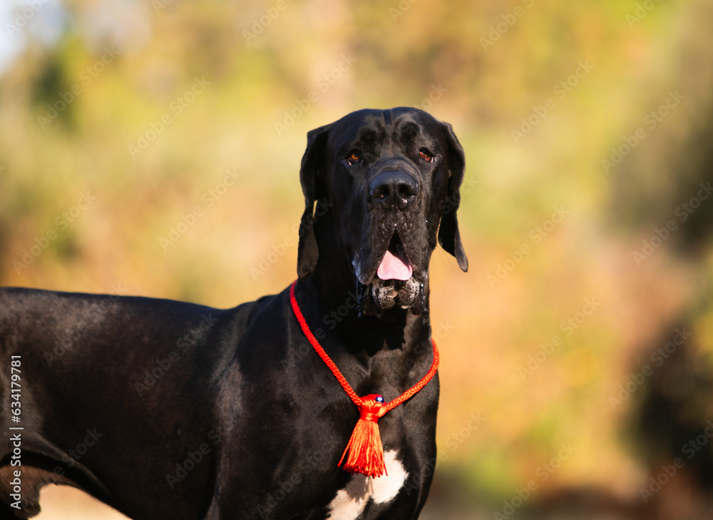 Great Dane dog walking outdoor Great Dane dog walking outdoor