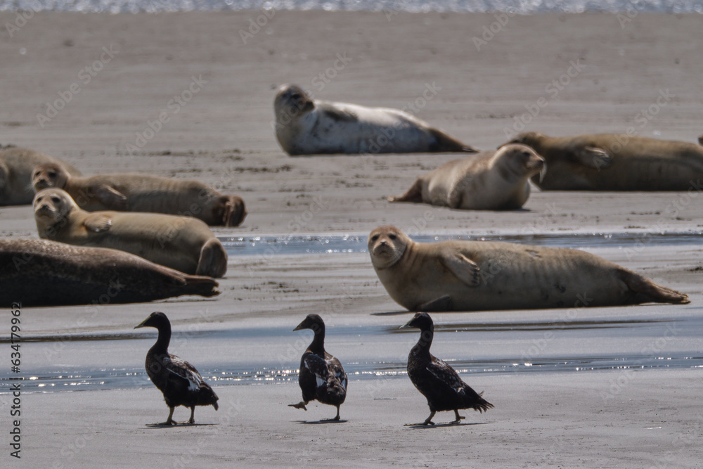 Fototapeta premium Ducks and seals on a sandbank in the Wadden Sea