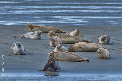 Seals on a sandbank in the Wadden Sea
