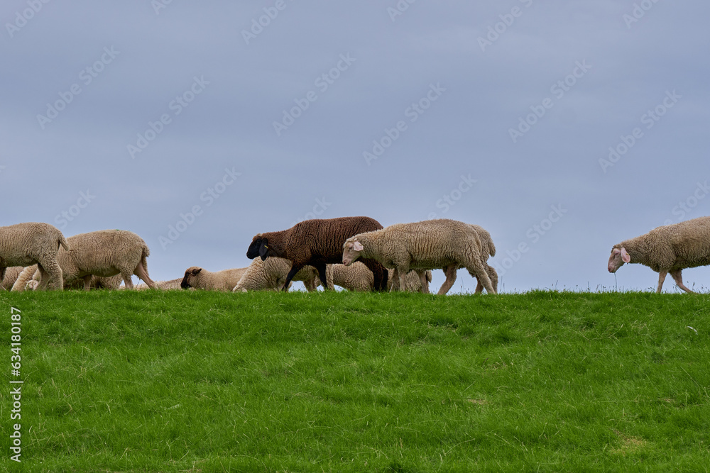 The black sheep in the white flock The black sheep in the white flock