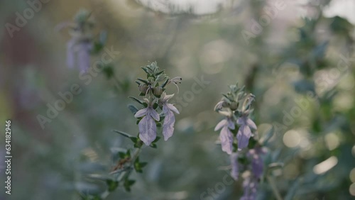 Slow motion Teucrium fruticans closeup shot photo