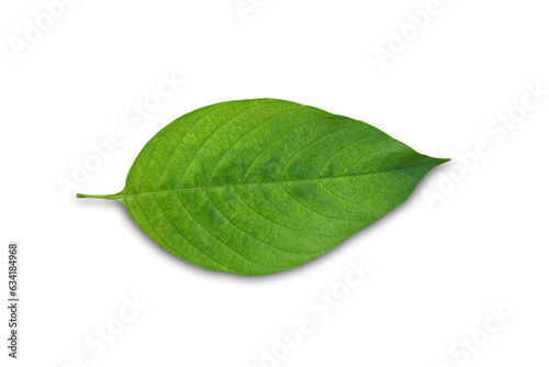 leaf white background with clipping path