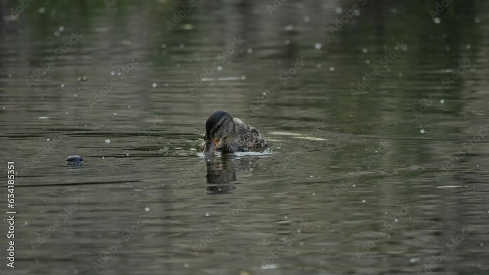 River mallard. Duck eating in a pond. Duck in slow motion. Duck in wildlife on a river. Anas Platyrhynchos. River mallard. Duck eating in a pond. Duck in slow motion. Duck in wildlife on a river. Anas Platyrhynchos.
