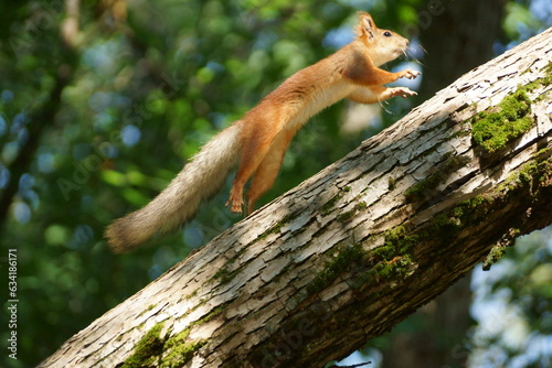 squirrel on a tree