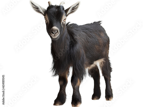 Curious Nigerian Dwarf Goat, no background