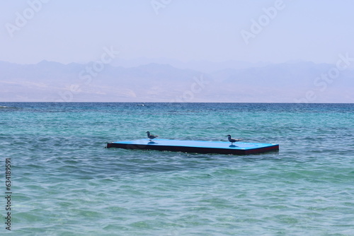 Sea birds sitting on a blue floating matt on the calm water of Ras Shitan in Nuweiba in Sinai in Egypt photo