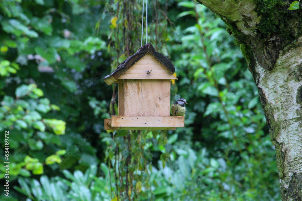 regular bird feeding in summer