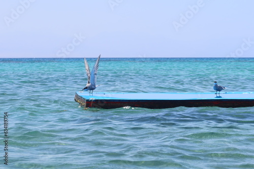 Sea birds sitting on a blue floating matt on the calm water of Ras Shitan in Nuweiba in Sinai in Egypt