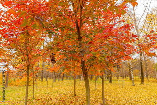 Natural autumn fall view of trees with red orange leaf in garden forest or park. Maple leaves during autumn season. Inspirational nature in october or september. Change of seasons concept