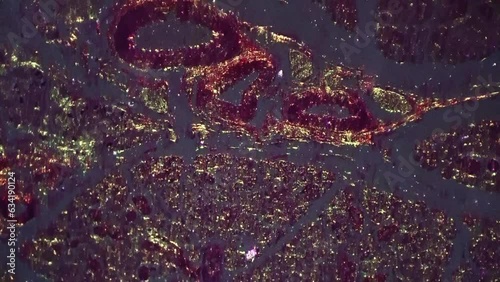 Cells of glandular epithelium in section viewed under microscope 40 with oblique illumination. Scientific slide with tissue of human organism which lining outer surfaces of organs and blood vessels