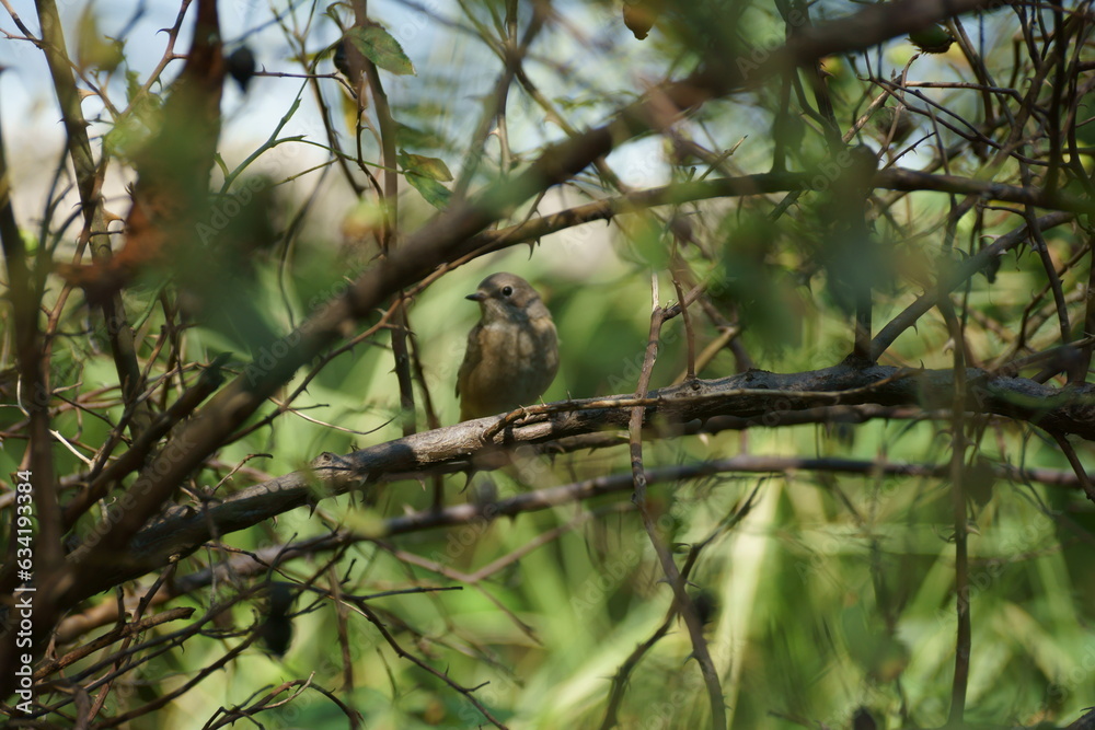 bird on the forest bird on the forest