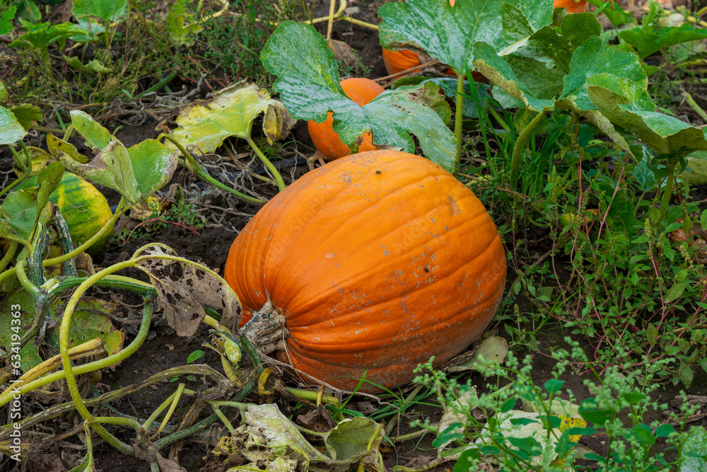 Obraz premium Single pumpkin growing in the vegetable garden ready to be harvested