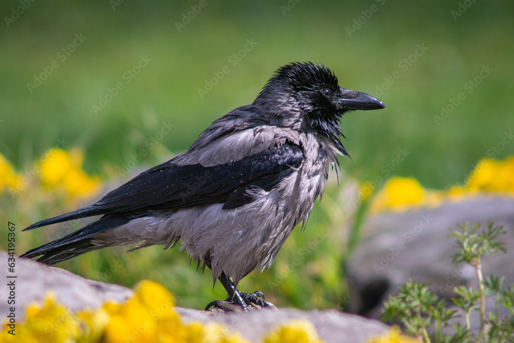 Fototapeta premium The cute crow got wet. Standing alone among the flowers and greenery. Very clear and detailed face.