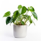 Heartleaf Philodendron on a plain white background - isolated stock pictures Lavender_on_a_plain_white_background - isolated stock pictures