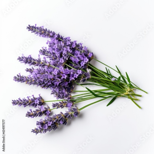 Lavender on a plain white background - isolated stock pictures Lavender_on_a_plain_white_background - isolated stock pictures