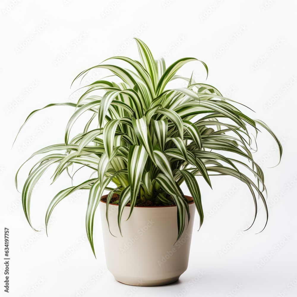 Spider Plant on a plain white background - isolated stock pictures Lavender_on_a_plain_white_background - isolated stock pictures Spider Plant on a plain white background - isolated stock pictures Lavender_on_a_plain_white_background - isolated stock pictures