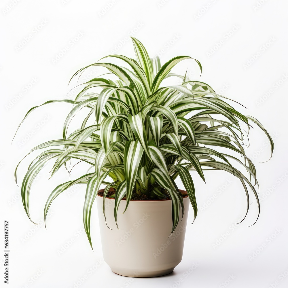 Spider Plant on a plain white background - isolated stock pictures Lavender_on_a_plain_white_background - isolated stock pictures