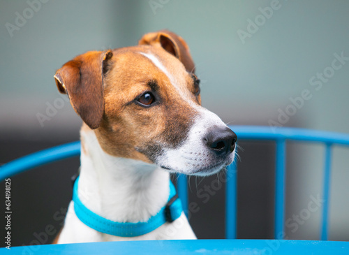 Fototapeta Naklejka Na Ścianę i Meble -  Dog breed jack russell terrier in a collar, obedience in the park
