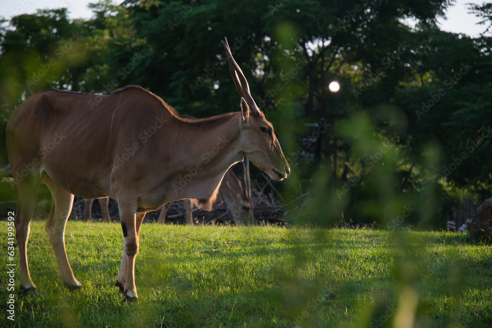Fototapeta premium 横浜動物園ズーラシアの夜のエランド