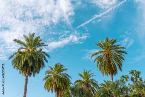 Tropical palm trees with bright blue sky in background.