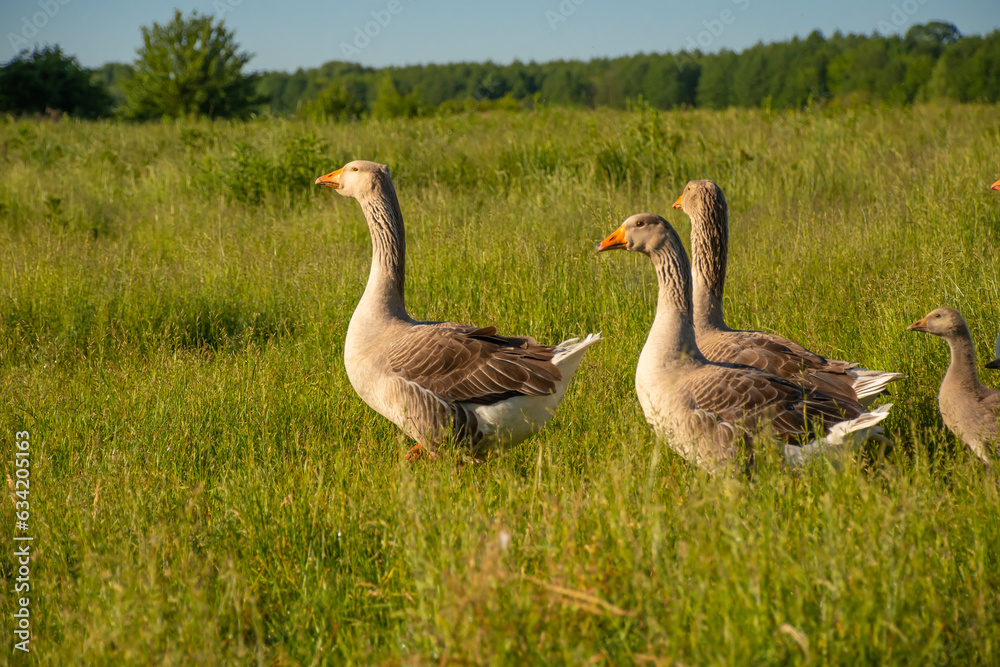Large geese close-up. Geese on the background of a green field Large geese close-up. Geese on the background of a green field
