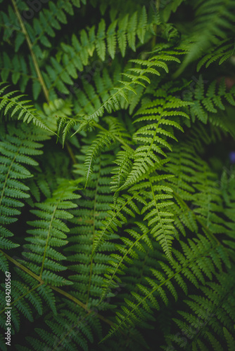 green fern leaves © David