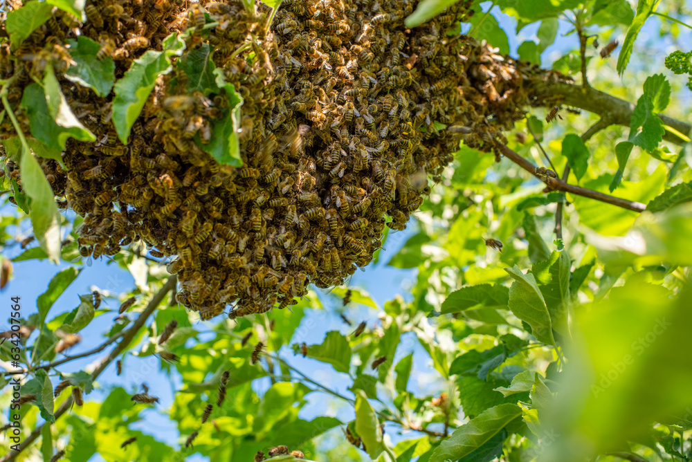Swarm of bees on a tree branch. Close-up photo of bees. Swarm of bees on a tree branch. Close-up photo of bees.