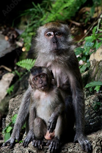 Mono con su cría de frente en las Cuevas Batu, Malasia. 