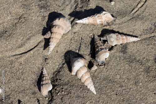 Tablou pe pânză Sydney Mud Whelks shells at low tide