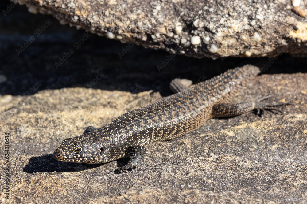 Australian Cunningham Skink basking outside it's sandstone rock crevice Australian Cunningham Skink basking outside it's sandstone rock crevice