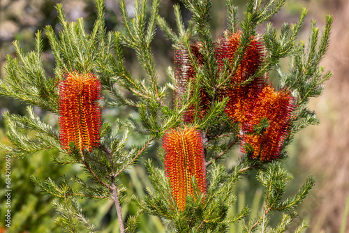 Australian Heath Banksia tree in flower photo