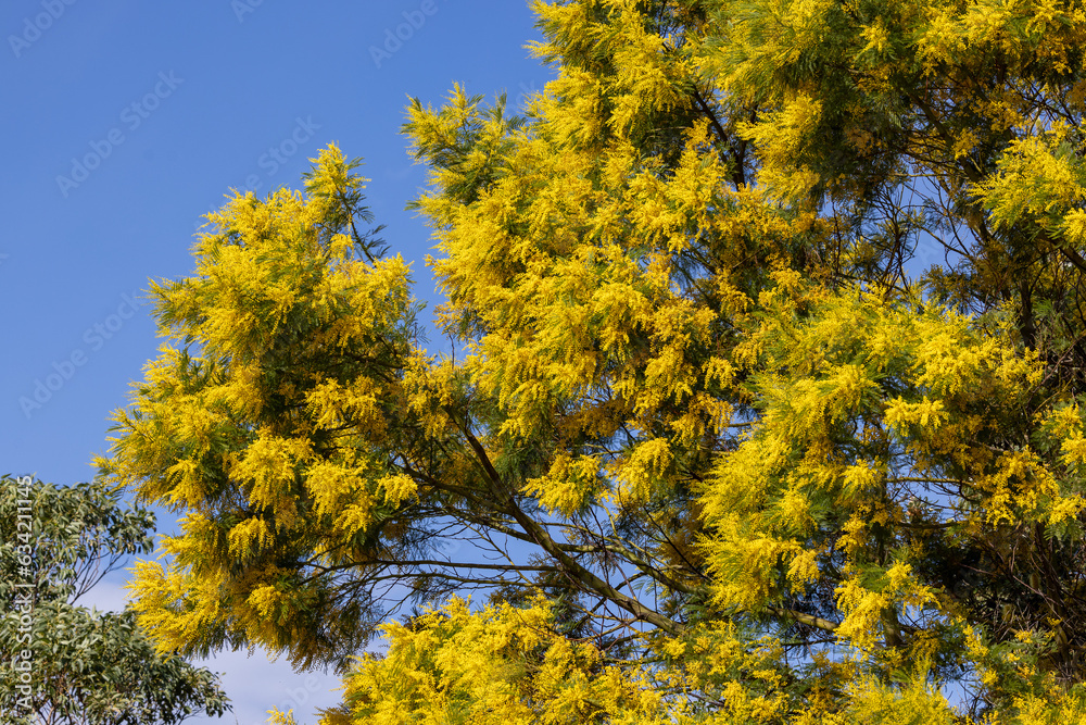 Australian Green Wattle tree in flower Australian Green Wattle tree in flower
