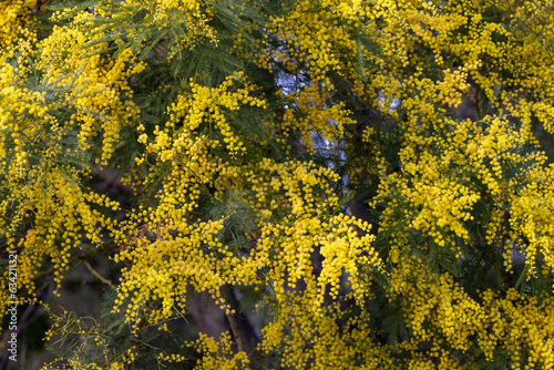 Australian Green Wattle tree in flower photo