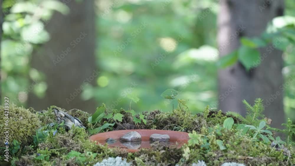 A small nuthatch bird drinking water on the ground as seen on a closer look in Estonia A small nuthatch bird drinking water on the ground as seen on a closer look in Estonia
