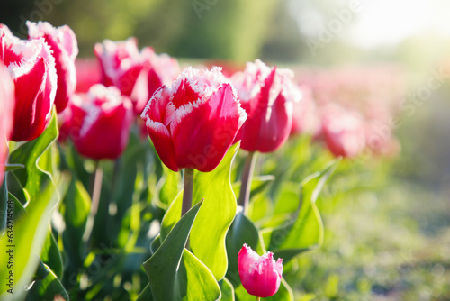 Beautiful pink tulip flowers growing in field on sunny day, closeup. Space for text #634214568