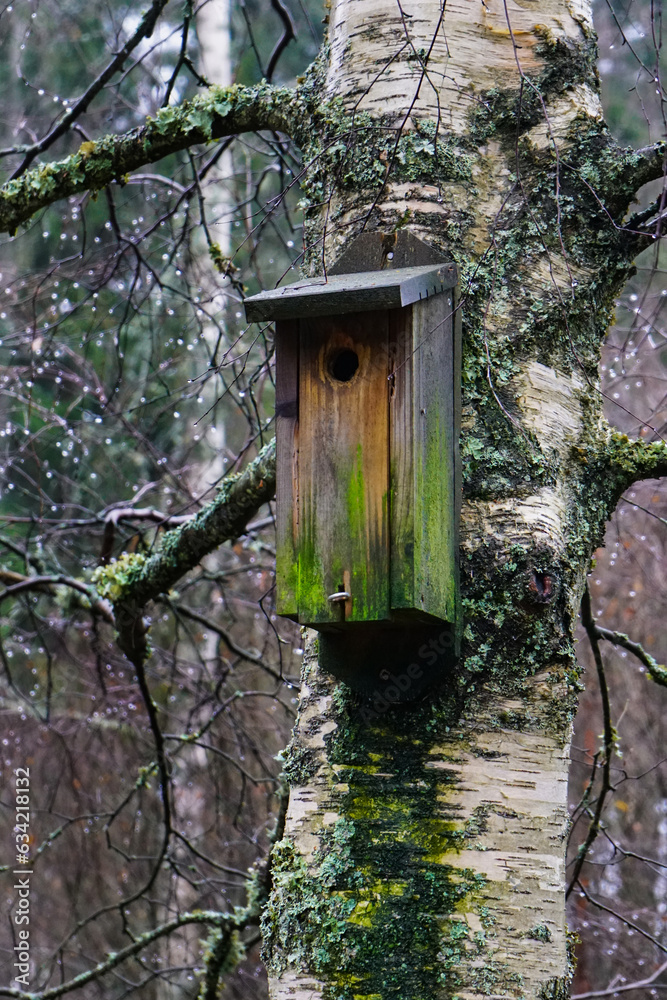 Wooden birdhouse on a mossy birch tree