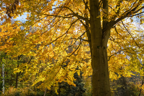 Autumn leaves on the sun. Fall tree background.