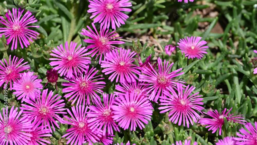 pink flowers in the garden. Pink wild flowers. pink flowers in the garden. Pink wild flowers.