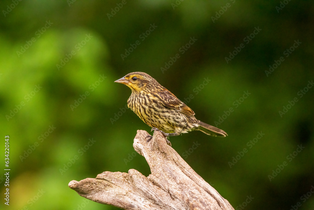 robin on a branch robin on a branch