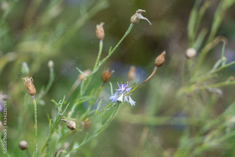 entaurea cyanus, commonly known as cornflower or bachelor's button, Qijiang, Chongqing, China. entaurea cyanus, commonly known as cornflower or bachelor's button, Qijiang, Chongqing, China.