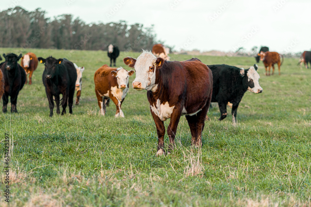 Cow in a Field in Uruguay