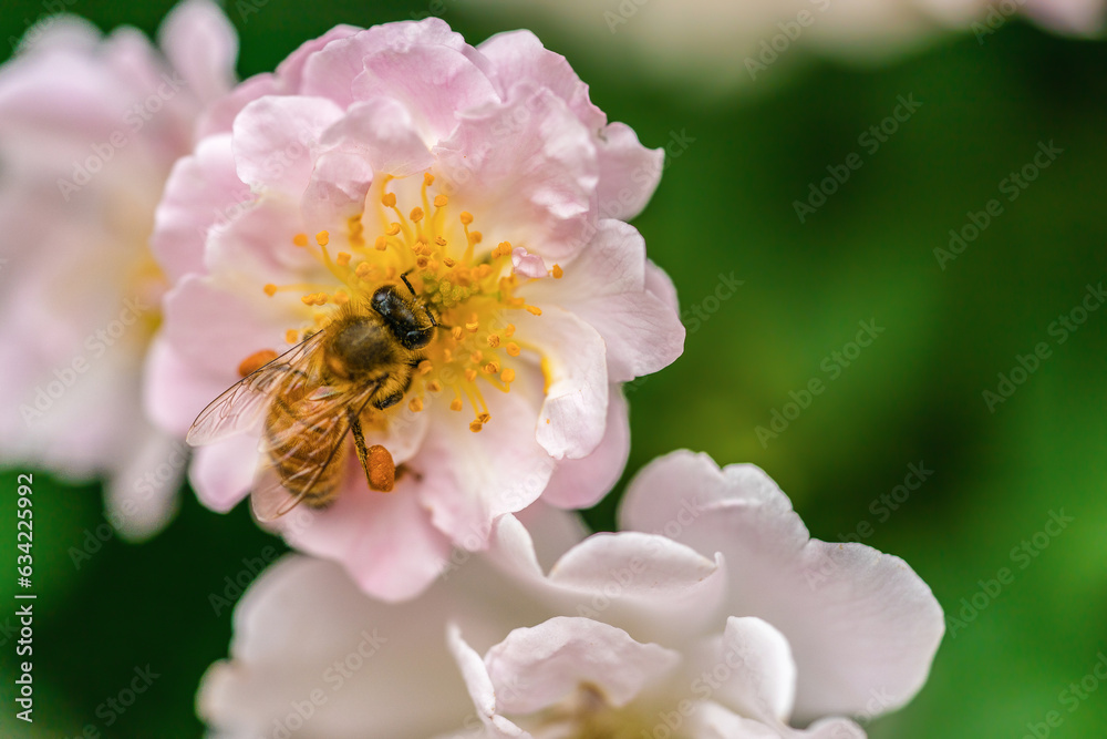 Obraz premium bee on flower