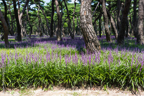 liriope flowers blooming in a pine forest