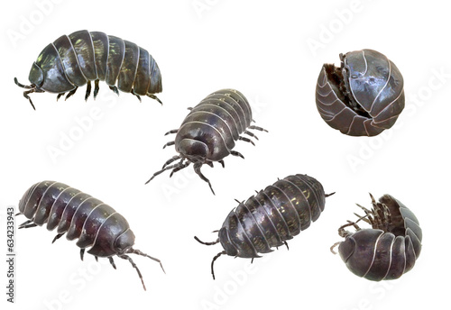 ダンゴムシのいろんな姿