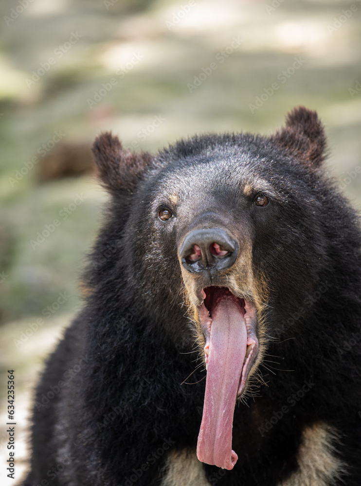 a bear opening mouth widely and sticking its tongue a bear opening mouth widely and sticking its tongue