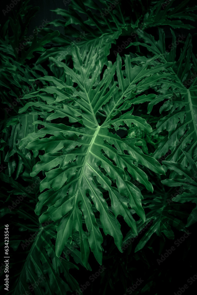 Fototapeta premium fern in the forest