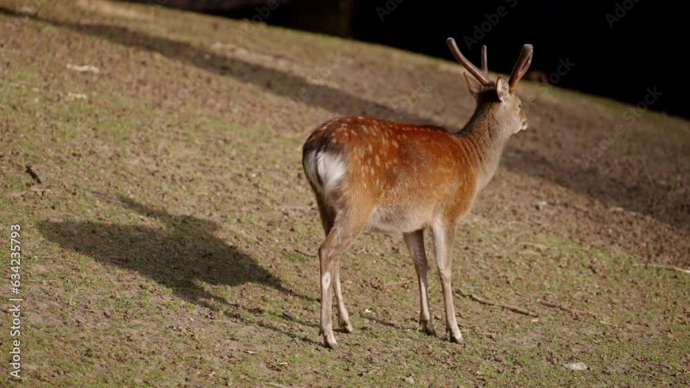 Deer Peacefully Chewing Its Food Under The Sun Deer Peacefully Chewing Its Food Under The Sun