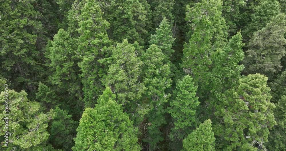 Beautiful forest landscape in Sichuan, China Beautiful forest landscape in Sichuan, China