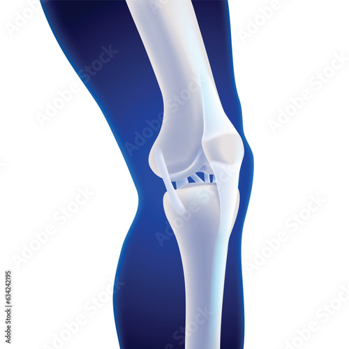 3D illustration of the inner knee bone showing the ligaments attached to the bone. Medical, educational, scientific and commercial use.